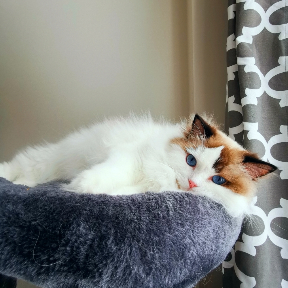 Meet your Posher, Ada